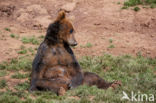 Bruine beer (Ursus arctos)