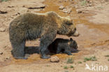 Bruine beer (Ursus arctos)