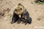 Bruine beer (Ursus arctos)