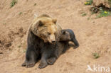 Bruine beer (Ursus arctos)