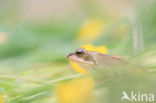 Bruine kikker (Rana temporaria)