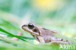 Common Frog (Rana temporaria)