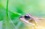 Common Frog (Rana temporaria)