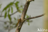 Bruine korenbout (Libellula fulva)