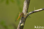 Bruine korenbout (Libellula fulva)