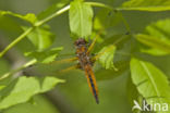 Bruine korenbout (Libellula fulva)