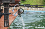 Californian sea lion (Zalophus californianus)