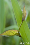 hedge false bindweed (Calystegia sepium ssp sepium)