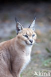 African lynx (Caracal caracal)