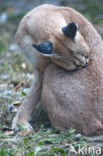 African lynx (Caracal caracal)