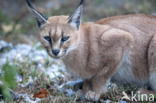 African lynx (Caracal caracal)