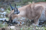 African lynx (Caracal caracal)