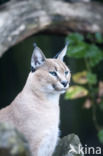 African lynx (Caracal caracal)