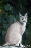 African lynx (Caracal caracal)