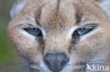 African lynx (Caracal caracal)