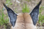 African lynx (Caracal caracal)