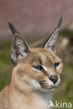 African lynx (Caracal caracal)