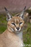 African lynx (Caracal caracal)