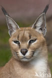 African lynx (Caracal caracal)