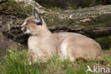 African lynx (Caracal caracal)