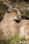 African lynx (Caracal caracal)