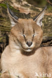 African lynx (Caracal caracal)