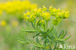 Cypress Spurge (Euphorbia cyparissias)