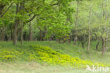 Cypress Spurge (Euphorbia cyparissias)
