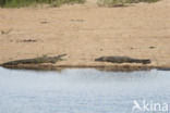 Crocodylus niloticus africanus