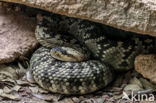 Crotalus molossus