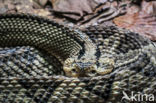 Crotalus simus culminatus