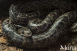 Cubaanse slanke boa (Epicrates angulifer)