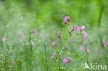 Dagkoekoeksbloem (Silene dioica)