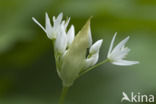 Ramsons (Allium ursinum)