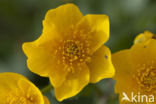 Dotterbloem (Caltha palustris)