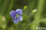 Slender Speedwell (Veronica filiformis)