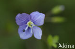 Slender Speedwell (Veronica filiformis)