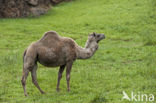 Dromedary (Camelus dromedarius)