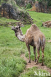 Dromedary (Camelus dromedarius)