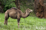 Dromedary (Camelus dromedarius)