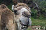 Dromedary (Camelus dromedarius)