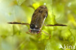 Waterboatman