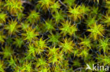 Great Hairy Screw-moss (Syntrichia ruralis)