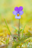 Duinviooltje (Viola curtisii)