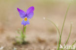 Duinviooltje (Viola curtisii)