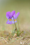 Duinviooltje (Viola curtisii)