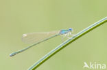 Dwergjuffer (Nehalennia speciosa)