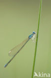 Pygmy Damselfly (Nehalennia speciosa)