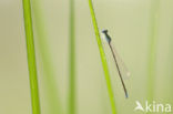 Pygmy Damselfly (Nehalennia speciosa)