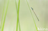 Pygmy Damselfly (Nehalennia speciosa)